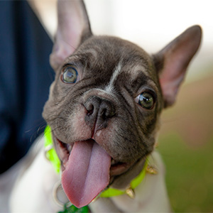 The American French Bulldog image